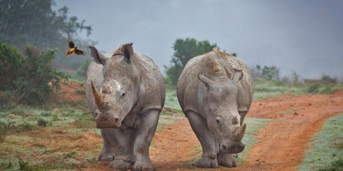 1332x850 Wallpaper Rhino, South Africa, buff Starling, Amakhala Game