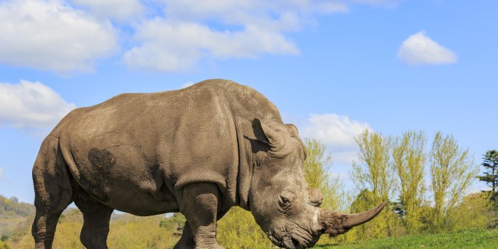 5120x3200 Rhino HD wallpaper download