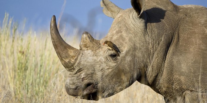 1920x1080 Download 1920x1080 Full HD 1080p 1080i rhinoceros, horn, head