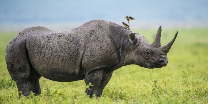 1245x700 Rhino Wildlife wallpaper | 2500x1406 | 1198785 | WallpaperUP