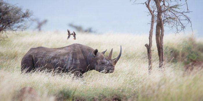 1920x1080 Rhino HD Wallpapers Free Download