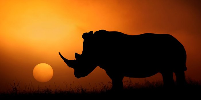 1500x1000 Photo Wallpaper Rhino Sunrise | Shop now!