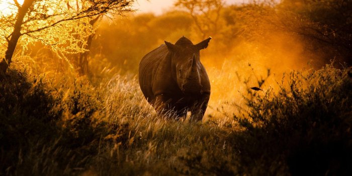 1920x1200 14 Fantastic HD Rhinoceros Wallpapers