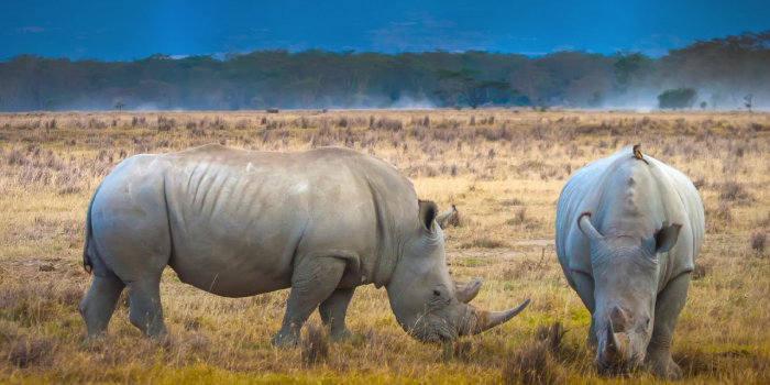 1280x800 Rhino HD Wallpaper New Tab Theme - Impressive Nature