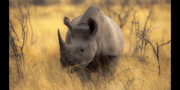 1920x1080 Rhino. Nature Wallpapers for Android - APK Download