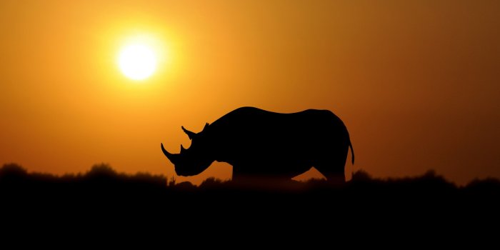 2560x1600 Animal Rhino Wallpaper | Rinoceronte, Puestas de sol, Animales