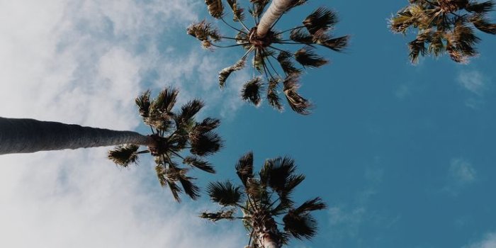 736x1104 Tropical Palms On Blue in 2020 (With images) | Palm trees