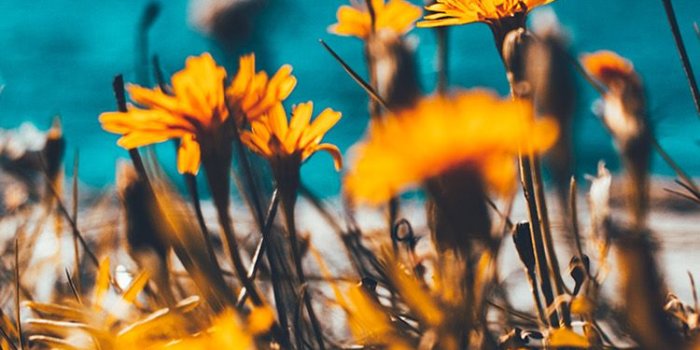 750x1334 nu64-flower-summer-spring-nature-wallpaper