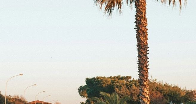 657x1216 Summer wallpapers Archives - Idea Wallpapers , iPhone Wallpapers