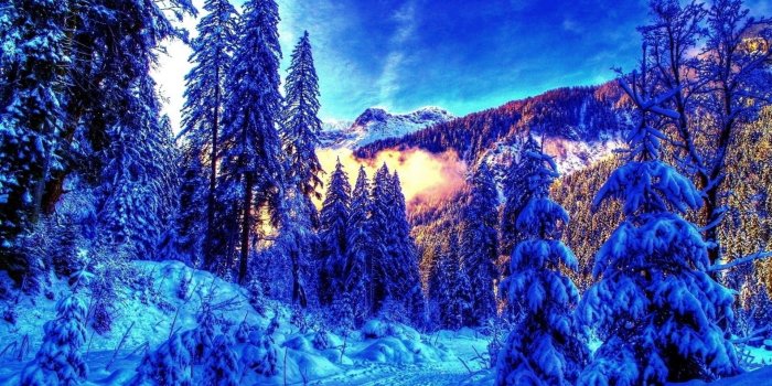 1920x1200 4k Winter Wallpapers High Quality - Snowy Pine Trees Forest