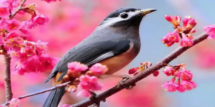 1280x720 Beautiful Birds Wallpapers