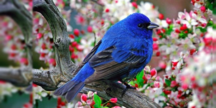 1920x1080 Bird Wallpapers For Desktop