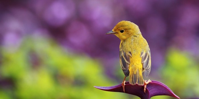 1600x1000 15 Fantastic HD Bird Wallpapers