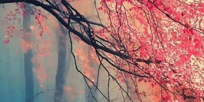 1080x1920 Japanese iPhone Wallpapers (39+ images) - WallpaperBoat