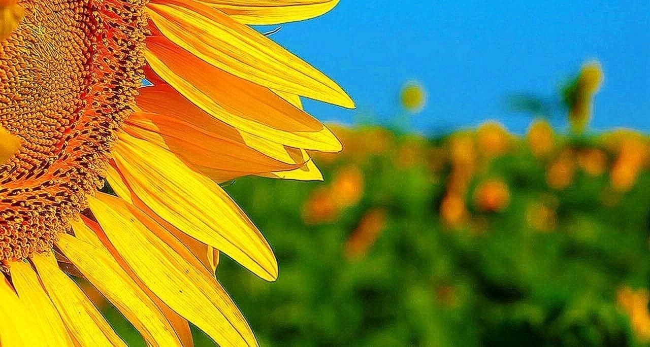 1280x684 Sunflowers Moving Wallpapers - Sunflower-Images.info