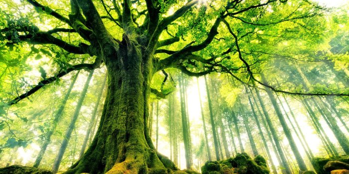2000x1333 Tree Wallpapers - Top Free Tree Backgrounds - WallpaperAccess