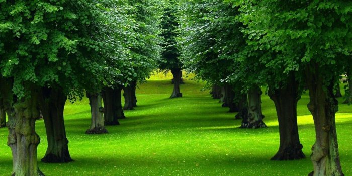 1920x1080 60+ Background Trees Wallpapers on WallpaperPlay