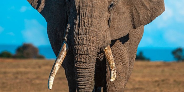 1080x1620 Elephant Wallpapers: Free HD Download [500+ HQ] | Unsplash