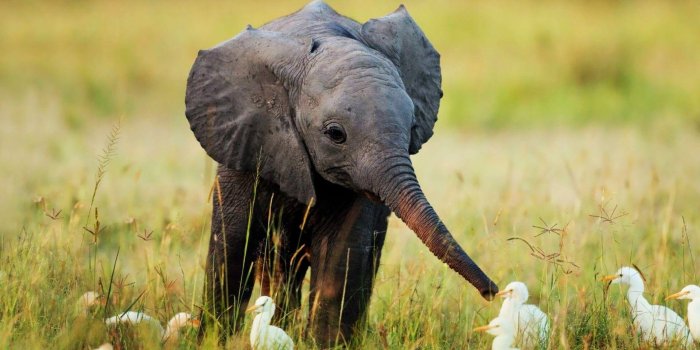 1920x1080 Baby Elephant Wallpapers