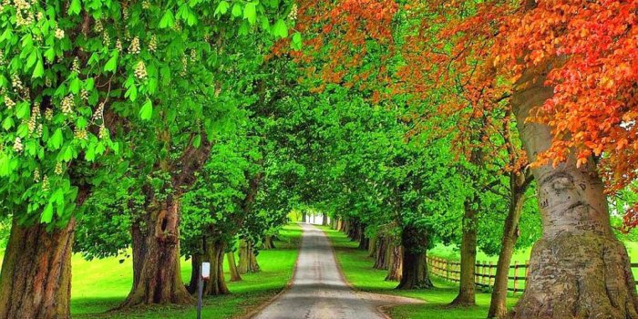 1600x1200 Free Desktop Wallpapers Trees