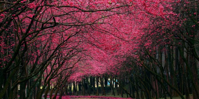 1920x1200 Pink Tree Wallpapers