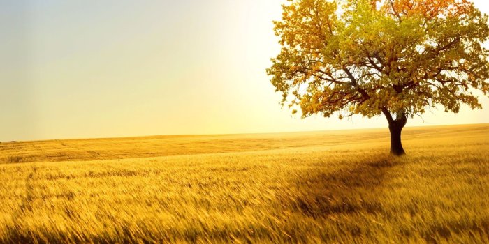 2560x1600 Tree Wallpapers | Best Wallpapers