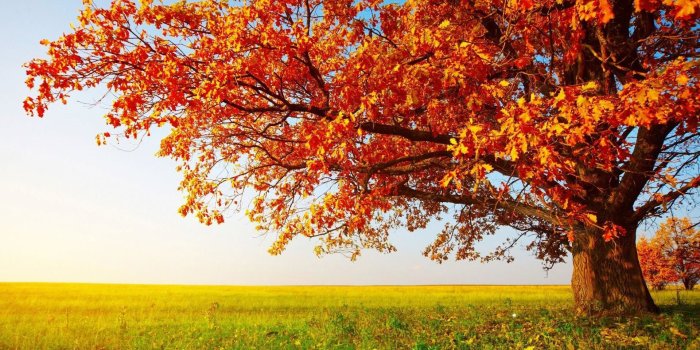 1920x1080 Wallpaper's Collection: «Tree Wallpapers»