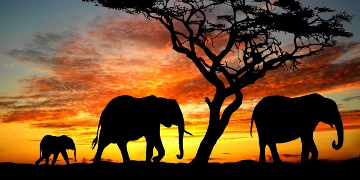 2560x1600 79+ Elephant Desktop Wallpapers on WallpaperPlay