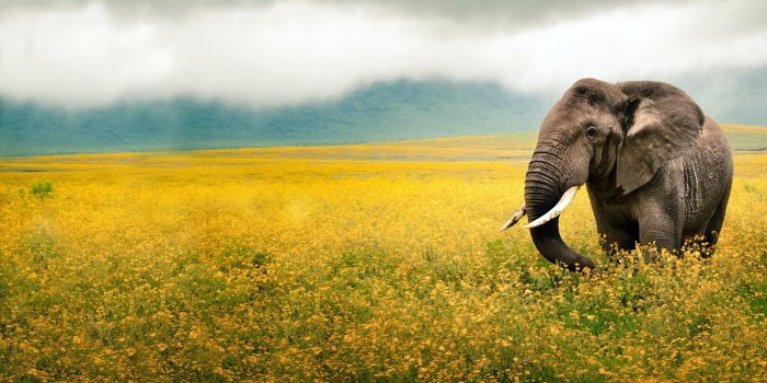 3840x2400 Ultra HD 4K Elephant Wallpapers HD, Desktop Backgrounds 3840x2400