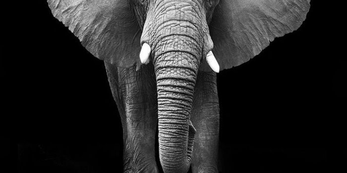 736x1309 Elephant iPhone Backgrounds (25 pictures) - WallpaperBoat