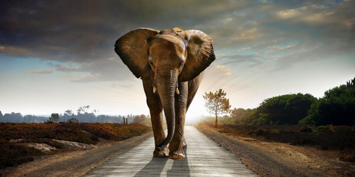 3840x2400 Wallpapers Elephant