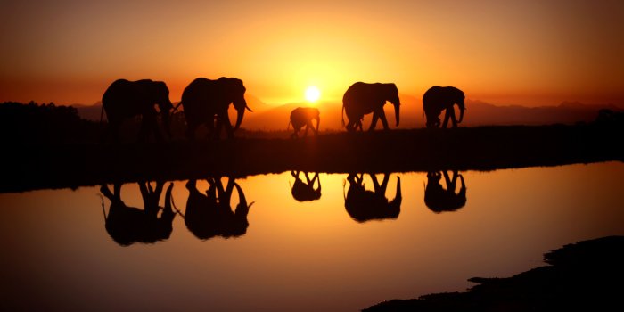 3888x2592 544 Elephant HD Wallpapers | Background Images