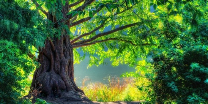 1366x768 Wallpaper 1080p Nature | Tree nature wallpaper, Green nature