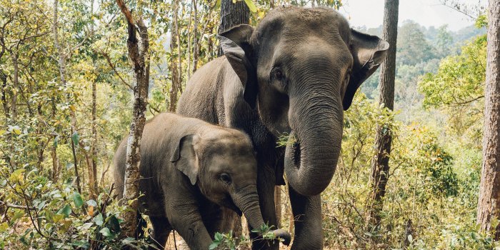 3840x2160 Elephant 4K wallpapers for your desktop or mobile screen free and