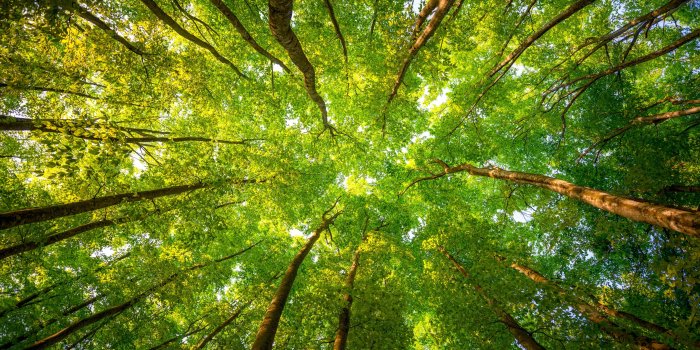 3840x2160 Wallpaper Trees, 5k, 4k wallpaper, 8k, sunlight, leaves, forest