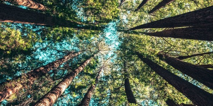 1000x1498 Tree Wallpapers: Free HD Download [500+ HQ] | Unsplash