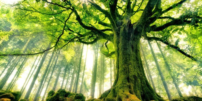 2000x1333 Best of Tree Wallpapers HD Desktop Photos and HQ Backgrounds