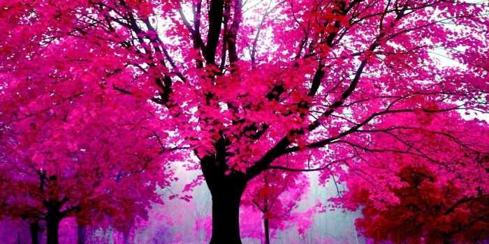 1920x1200 Pink Nature Trees Wallpapers