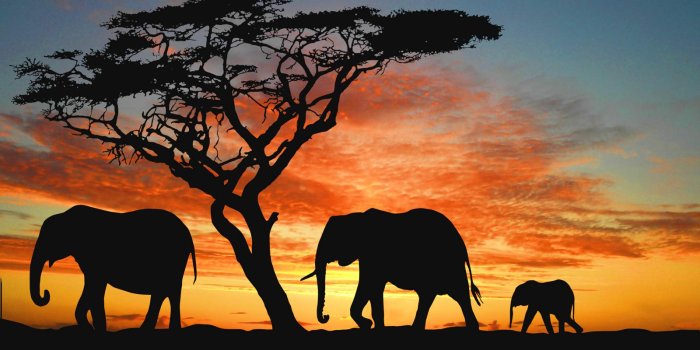 1600x1200 Elephant HD Wallpapers