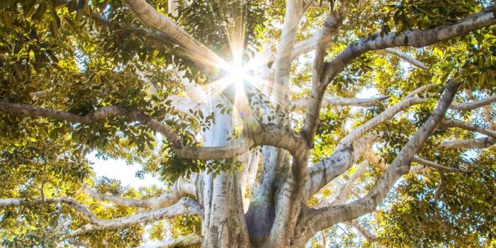 1000x1500 Tree Wallpapers: Free HD Download [500+ HQ] | Unsplash