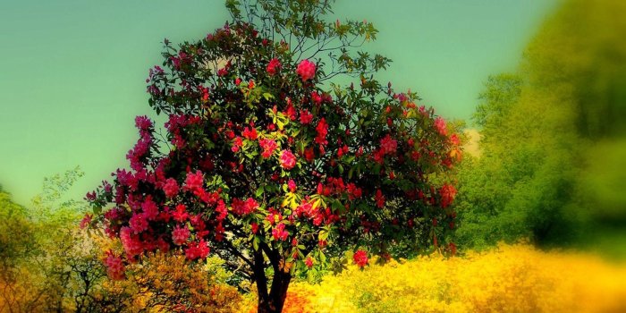 2232x1493 63+ Beautiful Tree Wallpapers on WallpaperPlay