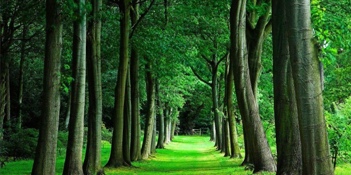 1920x1200 Tree, Wallpapers, Free, Nature, Landscape, HD,forest, Trees Tumblr