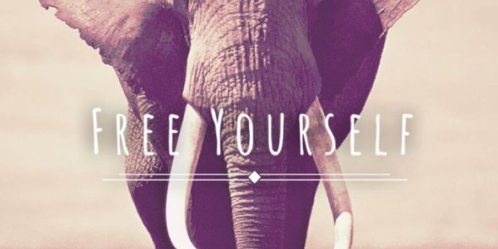 800x1015 iPhone 6 elephant wallpaper! Made this using the app font candy