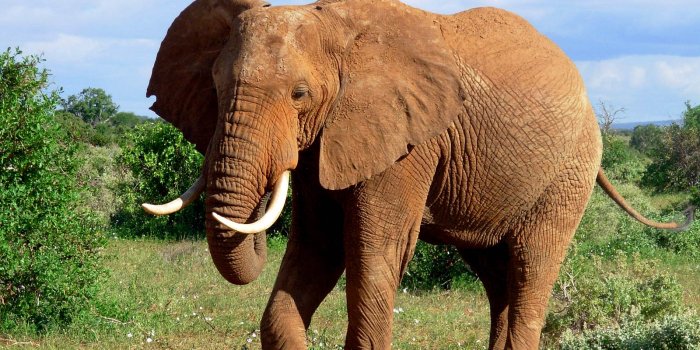 1600x1200 Elephant Wallpapers - Animals Town