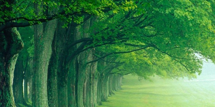 1280x1024 Green Tree Wallpapers - Top Free Green Tree Backgrounds