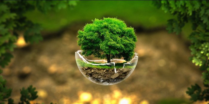 1920x1080 40 HD Tree Wallpapers/Backgrounds For Free Download