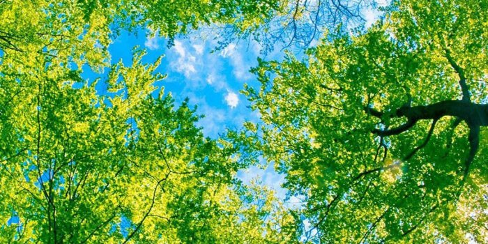 1080x1920 iPhone Wallpaper | Tree, Green, People in nature, Nature, Branch