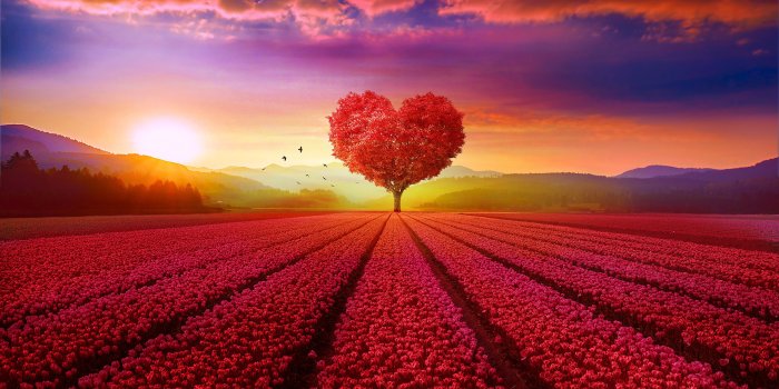 4300x2550 Red Heart Tree Wallpaper, HD Nature 4K Wallpapers, Images, Photos