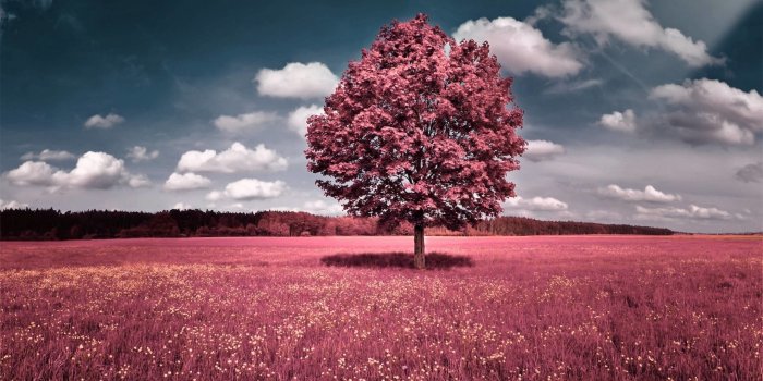 2560x1600 Pink Trees Wallpaper (58+ pictures)