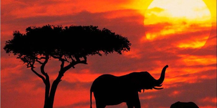 1024x768 Wallpaper's Collection: «Elephant Wallpapers»